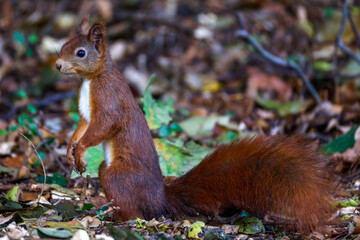 Eichhörnchen (Sciurus vulgaris) © Rolf Müller