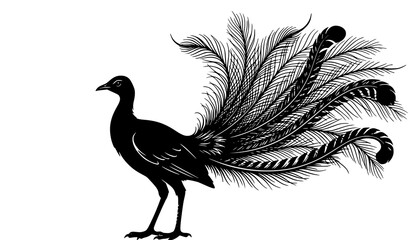 Fototapeta premium Elegant Peacock Bird Vintage Engraving Illustration with Decorative Long Tail Feathers Isolated Design