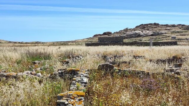 View of a vast field of golden wild oats (Avena fatua) swaying gently in the wind at the archaeological site of Delos Island, Greece.