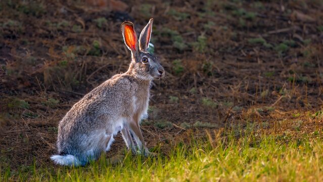 wild rabbit in the grass