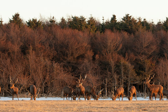 Cerf Sika,