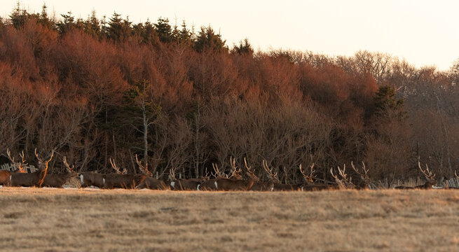 Cerf Sika,