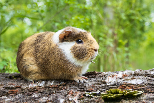 A sick pet guinea pig outdoors sitting on tree trunk suffering from mandibular tooth root elongation with a long tooth sticking out under its chin