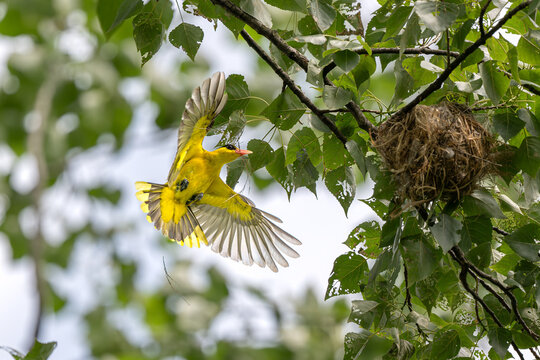 bird nest on tree