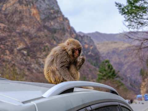 monkey; macaque