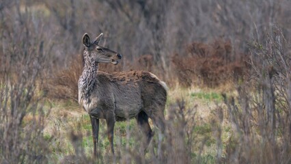 deer in the woods © Bai