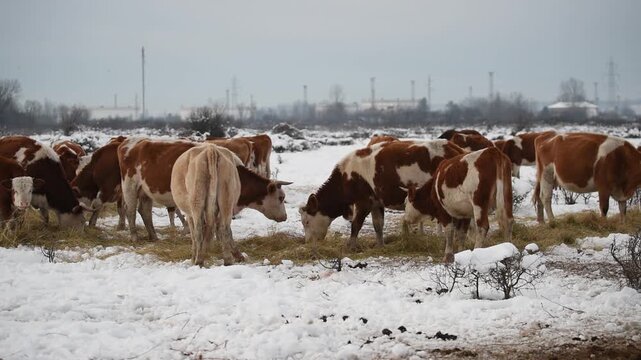 Cow herd eat dry hay on snow during winter, feeding with fodder during winter cattle in free range farming
