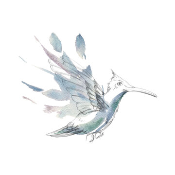 Elegant hummingbird in flight with dynamic wingbeat and delicate form, loose splashes for feathers. Pencil and watercolor illustration. Botanical collections, invitations, nature-themed branding.