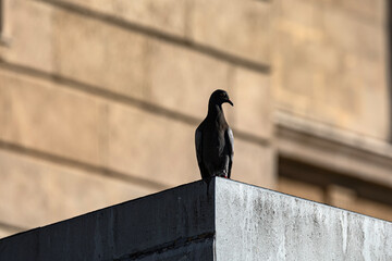 Obraz premium Pigeon on the wall