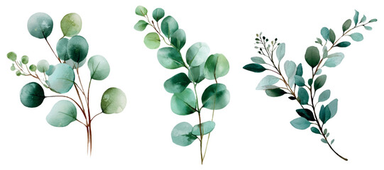 Watercolor eucalyptus branches with green leaves creating a delicate botanical element design for wedding invitations, stationary, and natural decorative projects © Mari
