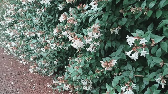 White weigela flowers blooming on green bush slow motion nature background