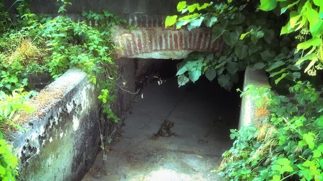 Mysterious dark stone tunnel opening surrounded by wild overgrown green vines and plants