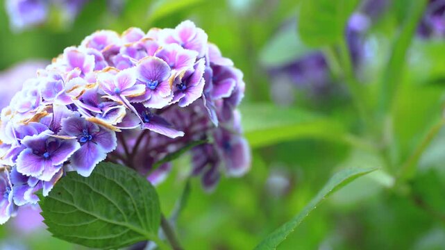 Hydrangea Blooming &ndash; Smooth Pan Left Motion in 4K (No Audio)
