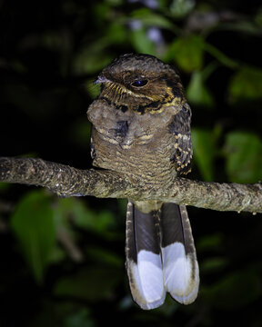 nightjar