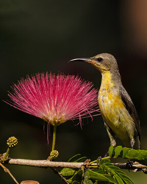 sunbird