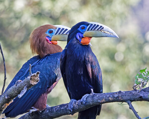 hornbill © Nilesh