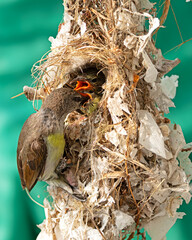 sunbird feeding chicks © Nilesh