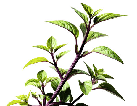 Fresh lemon basil branch with green leaves and purple stems isolated on white background