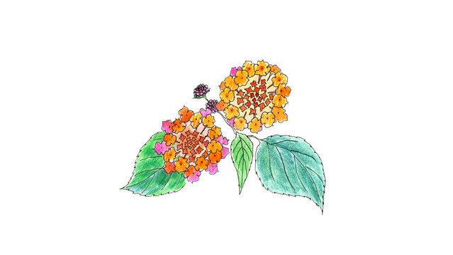 色鮮やかに咲くランタナ（七変化）の花と葉の手描きイラスト
 Beautiful hand-drawn illustration of colorful lantana flowers and leaves