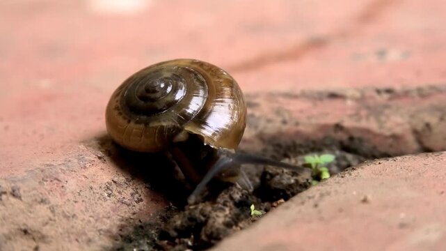Closeup of a snail with a hard coiled shell moving slowly on the floor