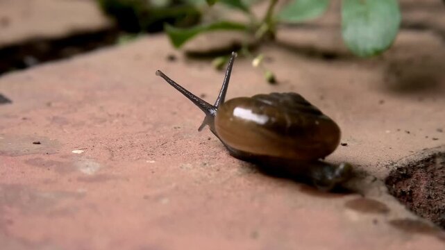 Closeup of a snail with a hard coiled shell moving slowly on the floor