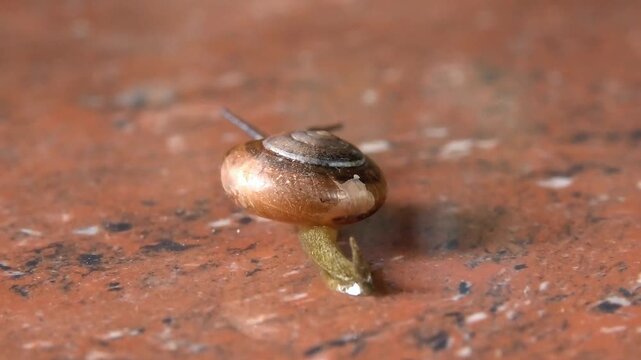 Closeup of a snail with a hard coiled shell moving slowly on the floor