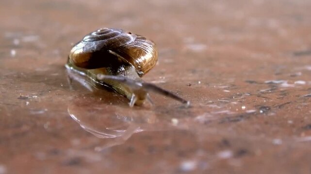 Closeup of a snail with a hard coiled shell moving slowly on the floor