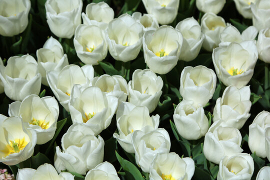 White Tulips - Nevada