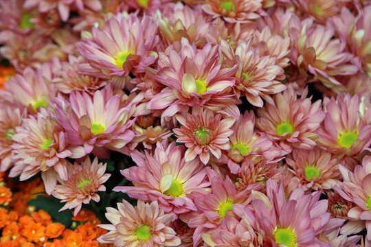 Pink Chrysanthemum