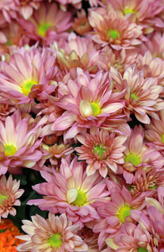 Pink Chrysanthemum vertical