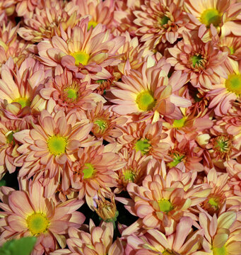 Orange Chrysanthemum vertical