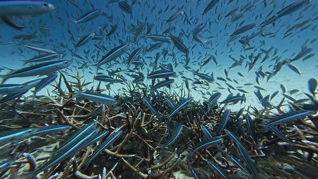 Dense aggregation of fusiliers moving above a staghorn coral habitat in clear tropical waters, highlighting the productivity and biodiversity of coral reef ecosystems.