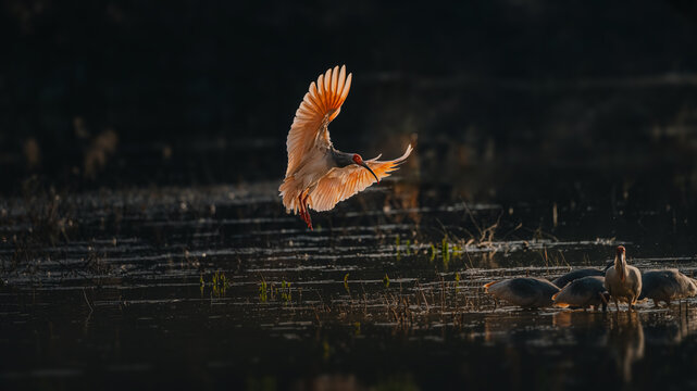 great crested grebe