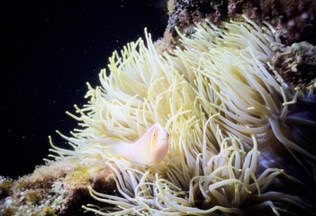 イソギンチャクの中に佇むハナビラクマノミの水中写真 © ryujiro