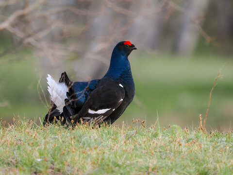common pheasant male