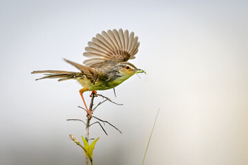 blue tit on a branch © Bai