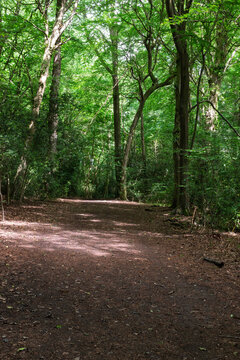 path in the woods