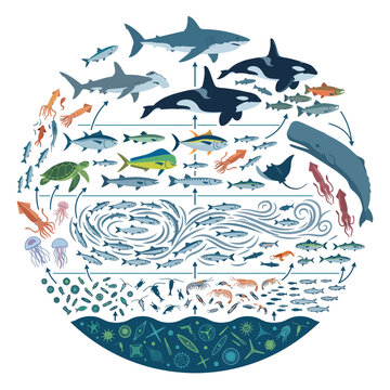 Marine Ecosystem Trophic Web Chart Illustrating Biological Interconnectivity of Aquatic Species in a Circular Ocean Life Cycle Diagram