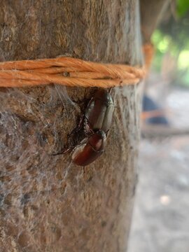 Two Beetles Mating on a Tree Trunk: A close-up view shows two beetles in the process of mating, their bodies intertwined as they cling to the rough bark of a tree, secured by a rough twine.