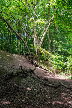 Tree In The Woods