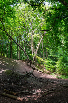 Tree In The Woods
