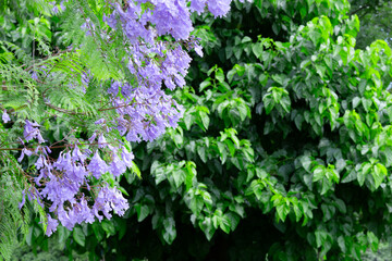 Fototapeta premium Jacaranda Tree in Bloom at Botanical Garden with Soft Green City Background