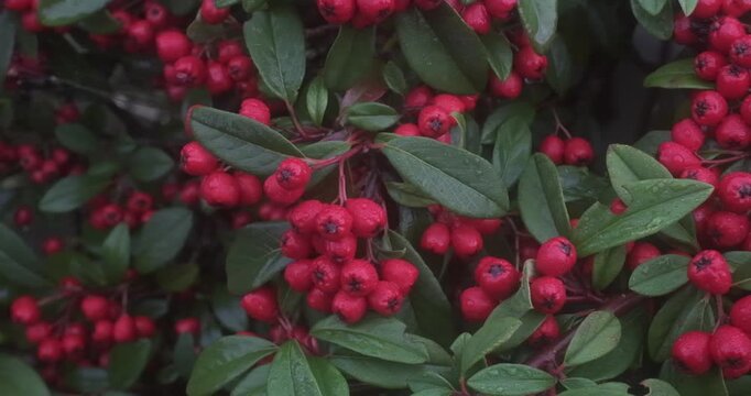 A close-up shot captures a dense cluster of small, round red berries nestled among dark green, oval-shaped leaves, with water droplets visible on the foliage.