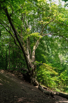 Tree In The Woods