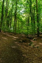 Fototapeta premium footpath in the woods