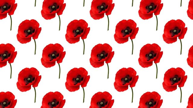 Seamless pattern of red poppy flowers on white background.