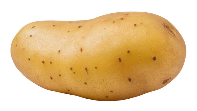 Isolated fresh organic potato vegetable tuber with natural skin blemishes ready for cooking