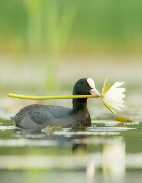 Eurasian Coot carrying white water lily flower on calm green pond, AI generated wildlife art