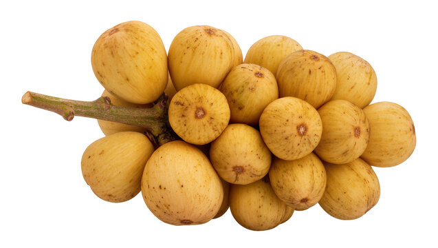 Isolated delicious fresh ripe Longkong langsat tropical fruit bunch on a branch for healthy eating