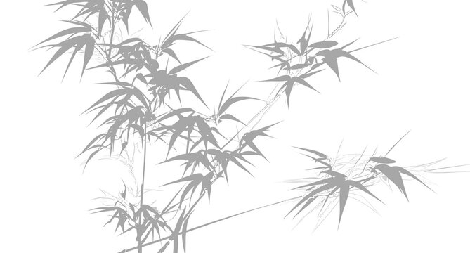 Botanical shadow overlay with tree leaves and minimal background